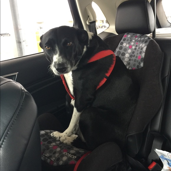 Meet your Posher, Gail - Picture 3 of 4